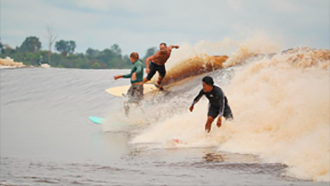 Berselancar di Sungai Kampar/Sumber: mediacenter.riau